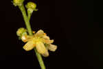 Incised agrimony